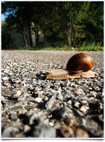 Escargot