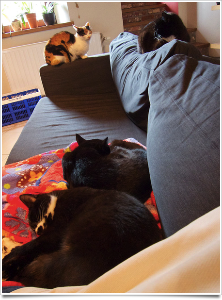cats